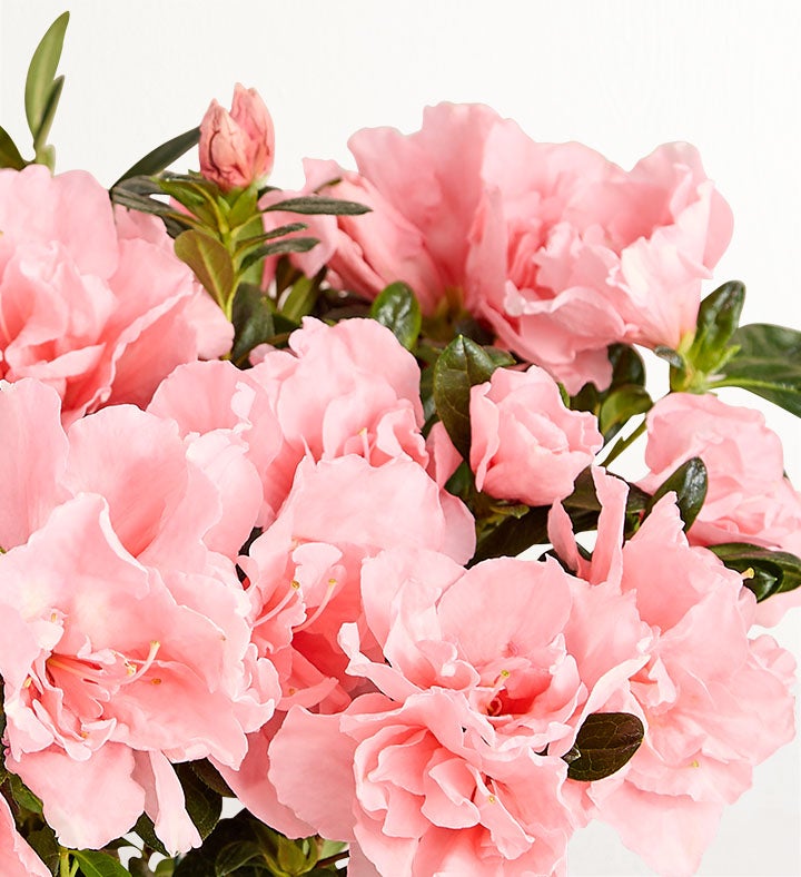 Pretty Pink Azalea